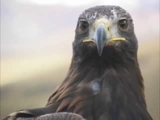 صور Hunting with eagles الصيد